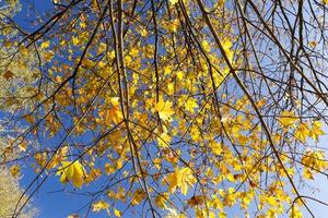 gele esdoornbladeren aan een boom tegen de blauwe lucht foto