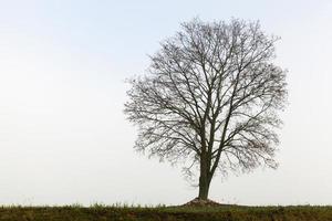 boom op een heuvel foto