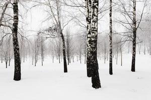 winterse bomen. gefotografeerd foto