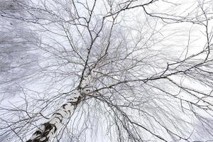 winterse bomen. gefotografeerd foto