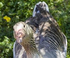 grote grijze gans foto