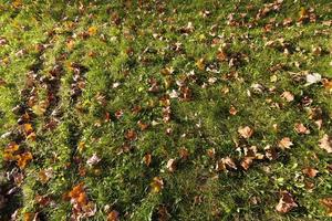 groen gras met herfstbladeren foto