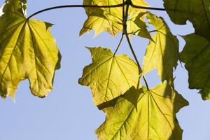 groene bladeren, close-up foto