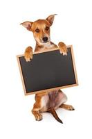 gele puppy bedrijf leeg schoolbord foto