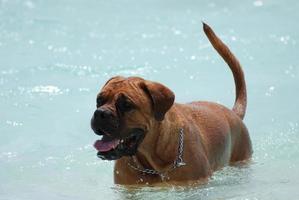 goregous franse mastiff in de oceaan foto