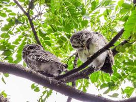 twee gevlekte uil op boom in de tempel foto