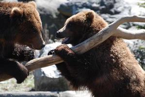 paar grizzlyberen steigeren op een boomstam foto