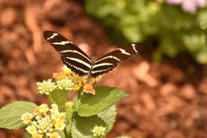 mooie close-up van een zebravlinder in de zon foto