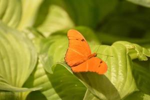 zijaanzicht van een oranje julia vlinder foto