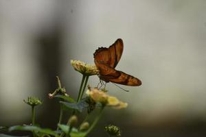 levendige oranje golf parelmoervlinder in de natuur foto
