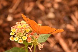 prachtige fel oranje julia butterly zittend op een roze bloem foto