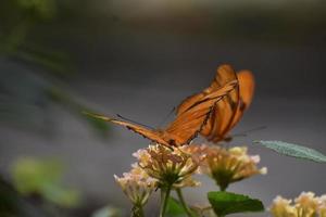 twee mooie oranje golfparelmoervlinders in de natuur foto