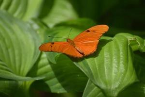 oranje heliconische vlinder rustend op weelderige groene bladeren foto