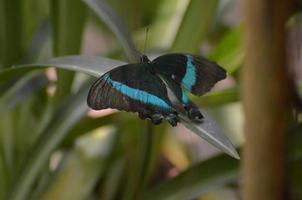 mooie zwarte en blauwe smaragdgroene zwaluwstaartvlinder in de natuur foto