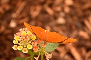 oranje en zwarte julia vlinder rustend op een gele bloem foto