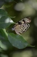 zwaluwstaartvlinder bekend als de boomnimf op een blad foto