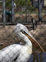 witte pelikaan, close-up foto