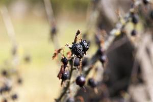 gedroogde bessen oogst foto