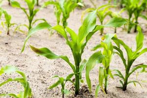 maïs plant een landbouwgebied foto