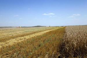 landbouw. oogst. zomer foto