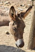 hooi hangend aan een bruine ezel in aruba foto