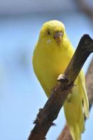 schattige gele budgie parkiet vogel close-up foto