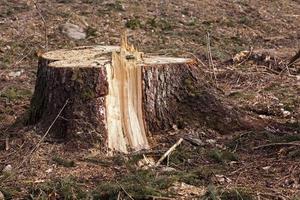 struikachtige bomen. stompjes foto