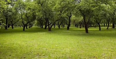 groene bomen. park foto