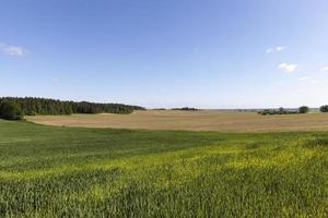 landbouwgebied waar groene tarwe groeit foto