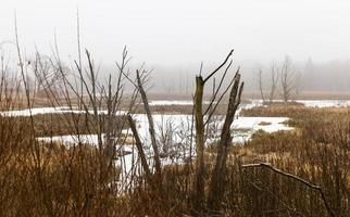 sneeuw deel van het moeras winter foto