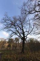 bomen in het herfstseizoen foto