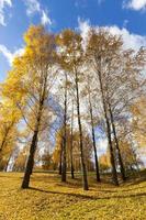 berkenboom in de herfst foto