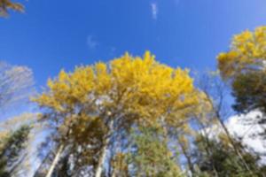 berkenboom in de herfst foto