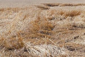 de vernietigde granen - de granen vernietigd door bedorven weer. landbouw. kleine scherptediepte foto