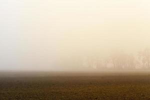 mist bomen, herfst foto