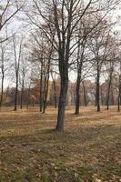 herfst in het park foto