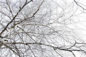 winter bomen close-up foto