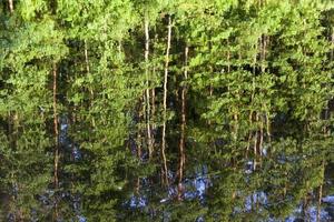 weerspiegeling van bomen foto