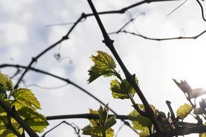 bladeren van druiven, lente foto