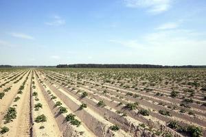 veld met aardappel foto