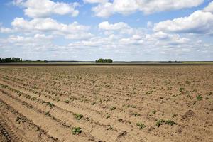 aardappelveld, lente foto