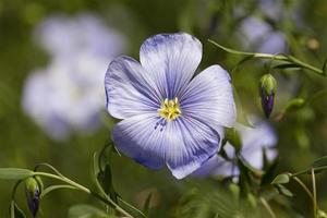 vlasbloem - de blauwe bloem van vlas gefotografeerd door een close-up. kleine scherptediepte foto