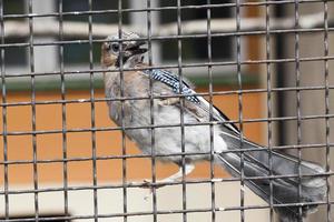 gekooide vogel, close-up foto