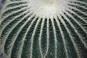 grote barrelcactus met veel doornen in de woestijn foto