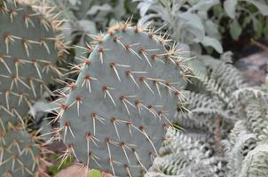 doornen op een cactusvijgcactus in een woestijntuin foto