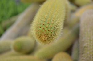 pluizige groene en gele cactus van dichtbij foto