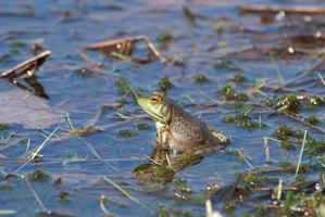 pad met een weerspiegeling in het water foto