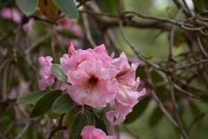 felroze rododendronbloemen bloeien in de lente foto