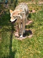 zon schijnt op de vacht van een wilde coyote foto