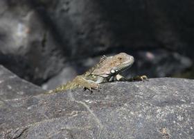 nieuwsgierige leguaan die over een grote rots piekt foto